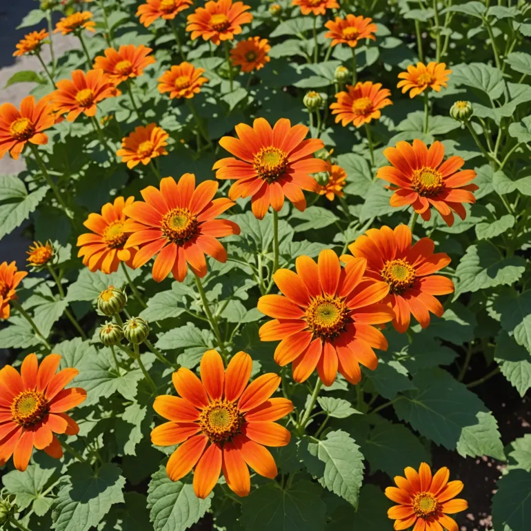 Как вырастить титонию: секреты выращивания титонии от посадки до цветения